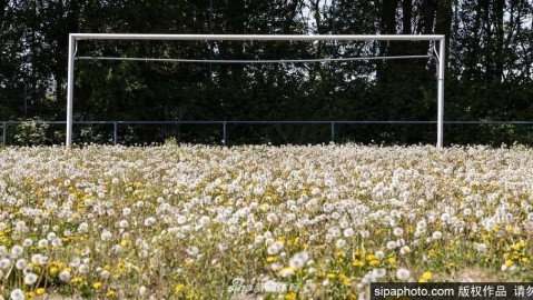 当哨声沉寂，绿茵场开出希望之花：疫情下自然与生命的无声礼赞