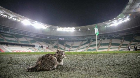 土耳其绿茵场上的神秘来客：镜头前憨态可掬的猫咪